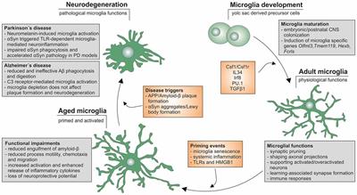 Aging Microglia—Phenotypes, Functions and Implications for Age-Related Neurodegenerative Diseases